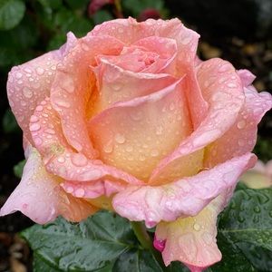 Meet your Posher, Joann